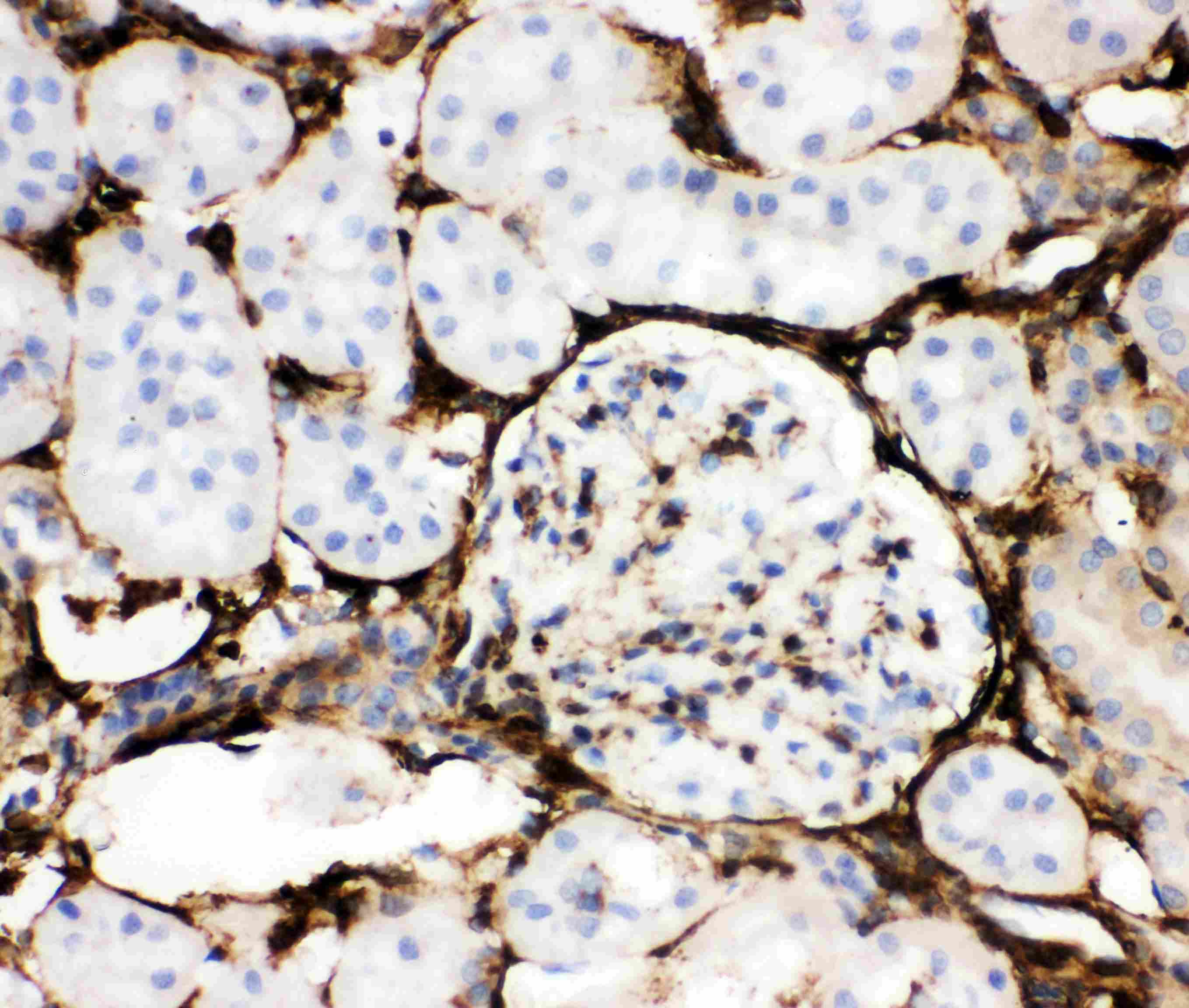 ANXA5 / Annexin V Antibody (aa2-320)
