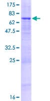 Human PCYOX1L Protein (Recombinant GST)