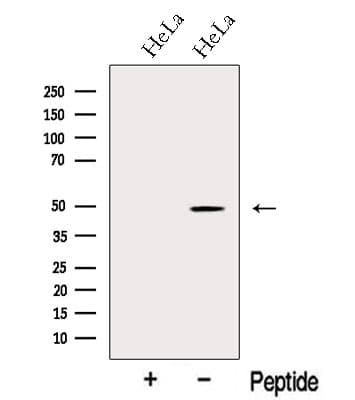 NR1H4 / FXR Antibody