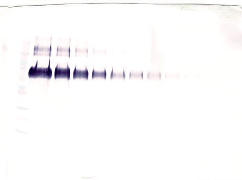 KL / Klotho Antibody