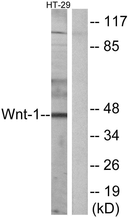 WNT1 Antibody