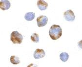 Polyclonal Rabbit anti-Human BMI1 / PCGF4 Antibody (IF, WB)