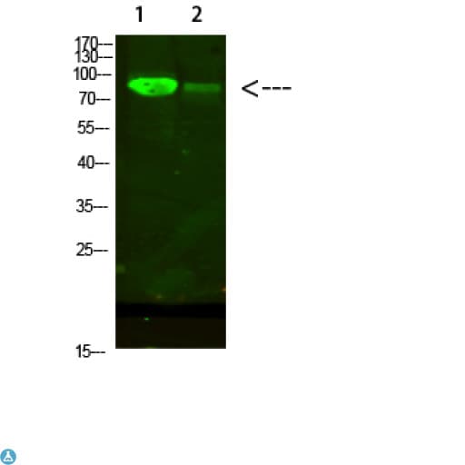 Polyclonal Rabbit anti-Human AFG3L2 Antibody (WB)