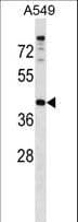 Polyclonal Rabbit anti-Human PAQR7 / mSR Antibody (aa281-310, WB)