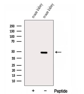 Polyclonal Rabbit anti-Human DUSP7 Antibody (WB)