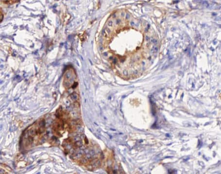 STEAP4 Antibody