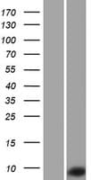 TNP1 / TP1 Protein (Over-Expression Lysate Myc-DDK (Flag))