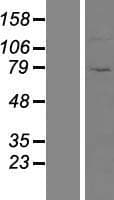 ZNF234 Protein (Over-Expression Lysate Myc-DDK (Flag))