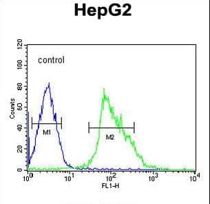 USP17L Antibody (aa496-524)