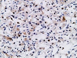 CD80 Antibody (clone OTI2B11)