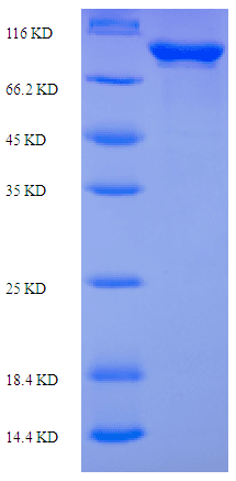 E. coli recG Protein (Recombinant His-SUMO)