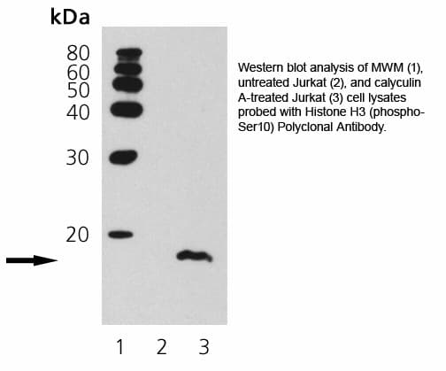 Histone H3 Antibody (phospho-Ser10)