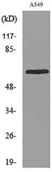 PDIA3 / ERp57 Antibody