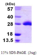 E. coli msrB Protein (Recombinant His)