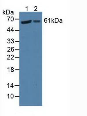 P4HA2 Antibody (aa207-520, HRP)