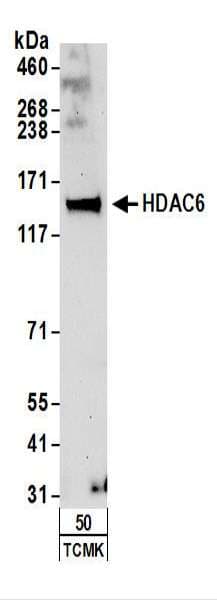 HDAC6 Antibody (aa1165-1215)