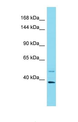 PER1 Antibody (N-Terminus)