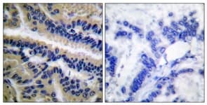 Polyclonal Rabbit anti-Human CASP9 / Caspase 9 Antibody (aa323-372, IHC, WB)