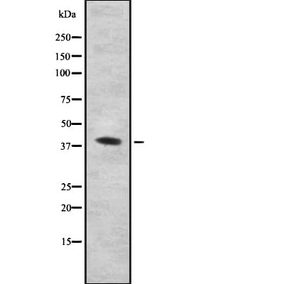 PARVA Antibody