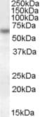 GRN / Granulin Antibody (aa257-269)