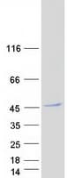 Human WDR73 Protein (Recombinant Myc-DDK (Flag))