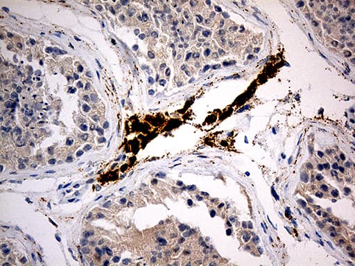 C4orf49 / OSAP Antibody (clone OTI5B6)