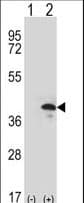 ZWINT Antibody (aa59-88)