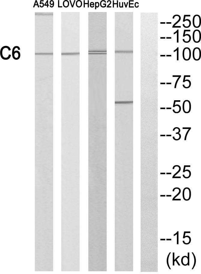 Complement C6 Antibody