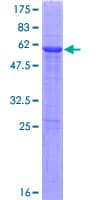 Human METTL2B Protein (Recombinant GST)
