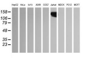 CD45 / LCA Antibody (clone OTI2H1)