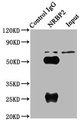 NRBP2 Antibody