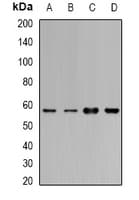 CYP1A1 Antibody