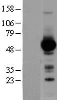 GATA4 Protein (Over-Expression Lysate Myc-DDK (Flag))