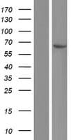 COT / CROT Protein (Over-Expression Lysate Myc-DDK (Flag))