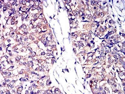 CD53 Antibody (clone 7A8D3)