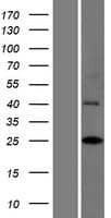 INCA1 Protein (Over-Expression Lysate Myc-DDK (Flag))