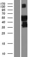 Human PLEKHS1 / C10orf81 Protein (Over-Expression Lysate Myc-DDK (Flag))