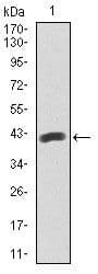 Monoclonal Mouse anti-Human PAX5 Antibody (clone 7D3, Amino Acid: 235-382, IHC, WB)