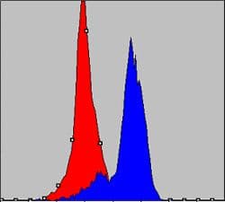 Monoclonal Mouse anti-Human COXIV / COX4 Antibody (clone 6B3, IF, WB)