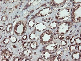 Monoclonal Mouse anti-Human CCT8L2 Antibody (clone OTI4B10, IHC, WB)