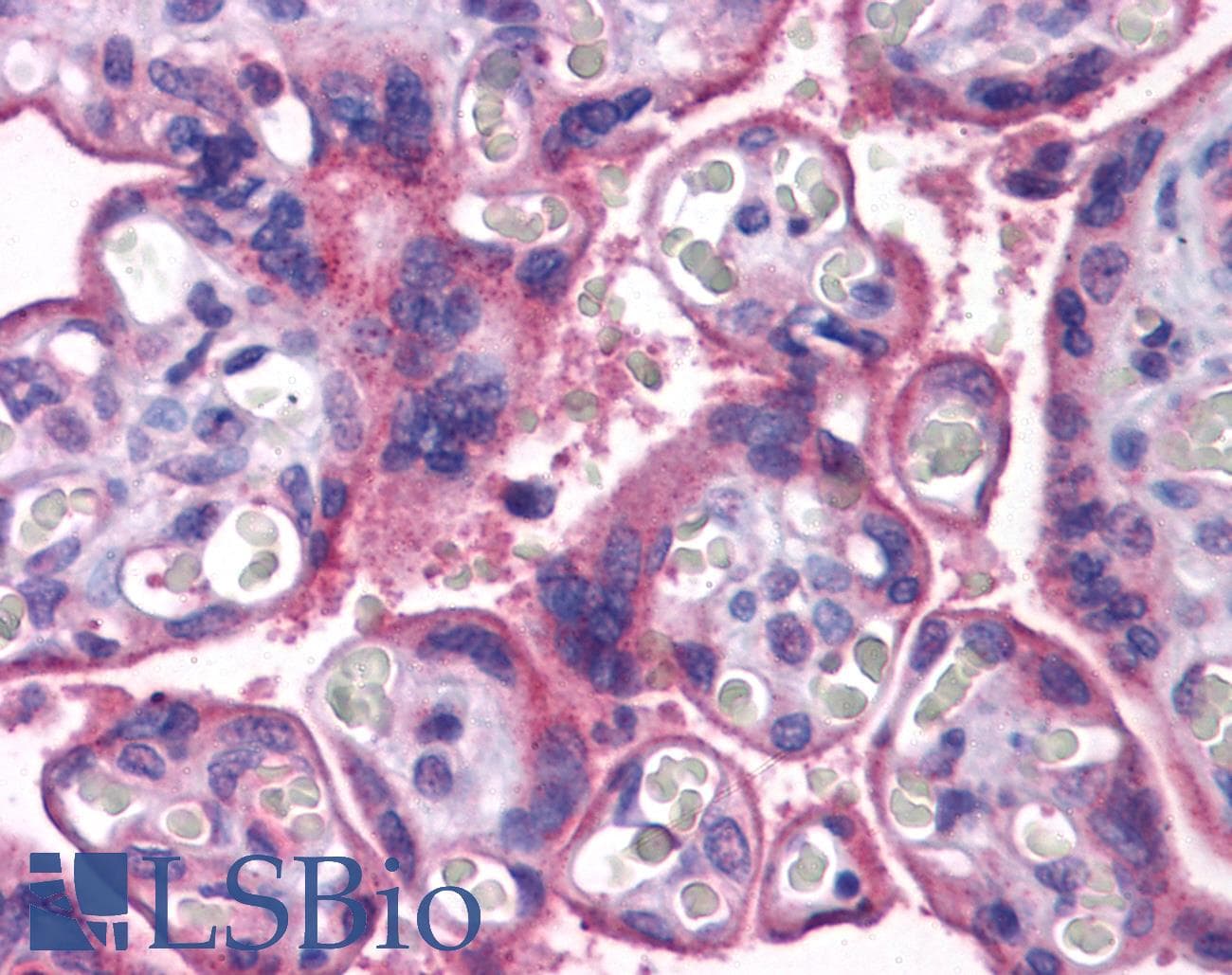 MFSD2A Antibody
