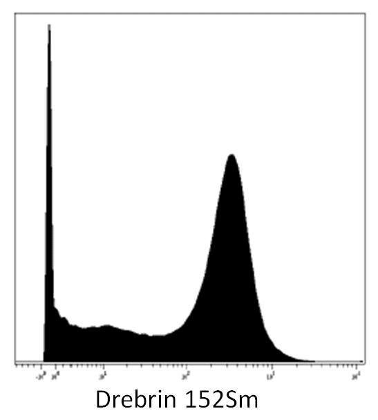 DBN1 / Drebrin Antibody (aa1-326, clone DBN-N-03)