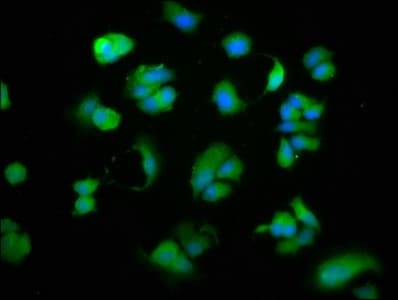 Polyclonal Rabbit anti-Human CD27 Antibody