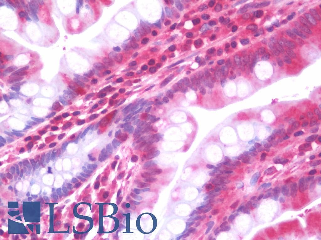 IHC-plus™ CYP2F / CYP2F1 Antibody