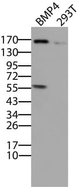 BMP4 Antibody (aa293-408, clone UMAB42, Carrier-free)