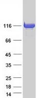 Human FHOS / FHOD1 Protein (Recombinant Myc-DDK (Flag))