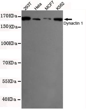Monoclonal Mouse anti-Human DCTN1 / Dynactin 1 Antibody (WB)