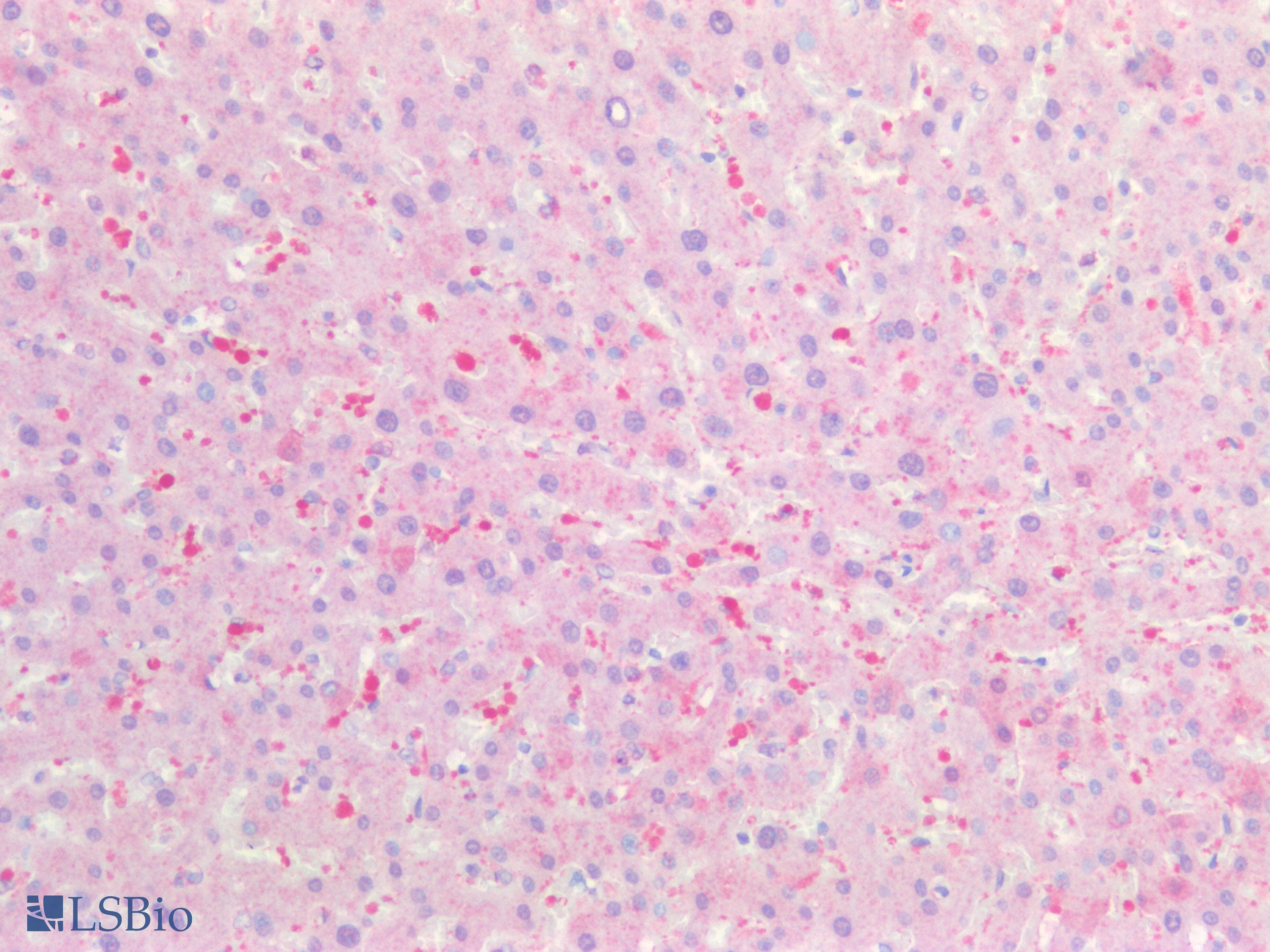 IHC-plus™ CBR / CBR1 Antibody (aa265-277)