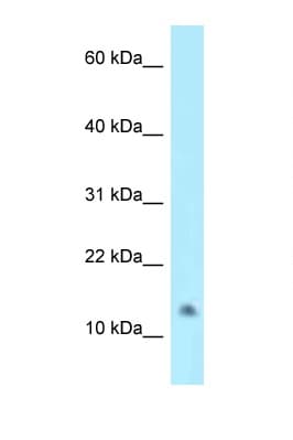 NAT8L Antibody (C-Terminus)