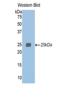 AMBP Antibody (aa20-202, APC, Cy7)